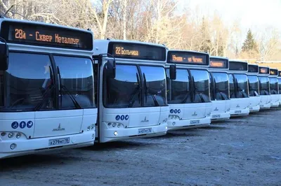 Новые автобусы МАЗ вышли на маршруты Новосибирска
