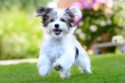 Карликовый пес и надежный пастух: в США признали 2 новые породы собак - Pets