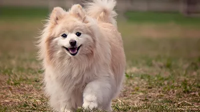 Такие разные собаки: 10 самых-самых пород - Телеканал «О!»