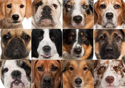 Названы 10 самых популярных пород собак в России. Этот список удивил | РБК  Life