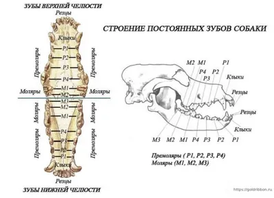 Исправление прикуса или Зачем собаке красивые зубы?