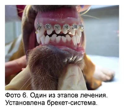 Собаки с самым сильным укусом: топ-5 собак с мощными челюстями