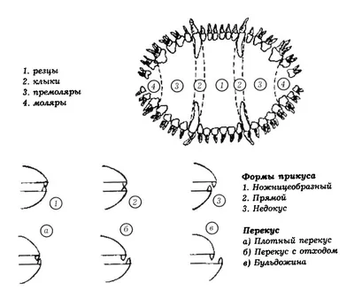 Зубы у собак: виды, прикус, смена зубов | ВКонтакте