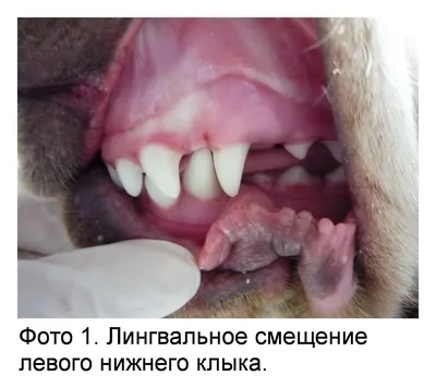 Ультразвуковая чистка зубов собаке без наркоза во Всеволожске: 36  исполнителей с отзывами и ценами на Яндекс Услугах.
