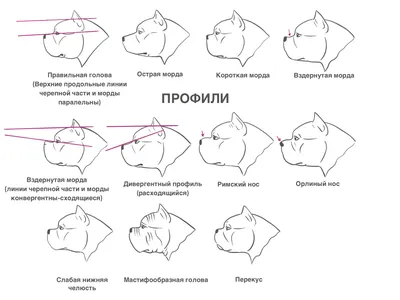 Исправление прикуса – тема научной статьи по ветеринарным наукам читайте  бесплатно текст научно-исследовательской работы в электронной библиотеке  КиберЛенинка