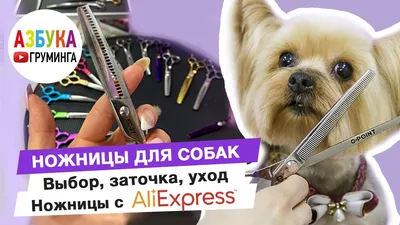 Купить Dezzie Когтерез-ножницы для собак, 14*6,5см арт. 5618023 с доставкой  в интернет магазине Москвы