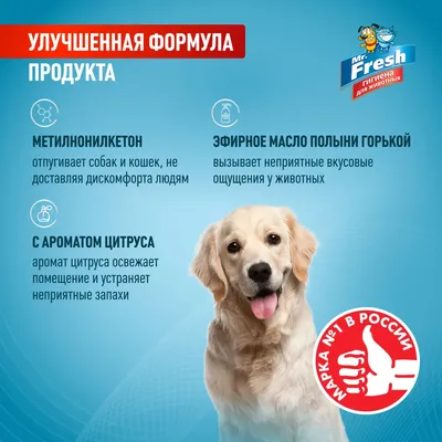 Купить Ошейник для собак ELANCO Форесто от 8кг от клещей, блох и вшей,  защита 8 месяцев 70см в Бетховен