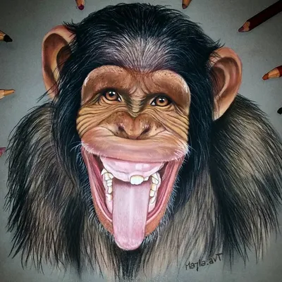 смешные обезьяны стоковое изображение. изображение насчитывающей еда -  66221993