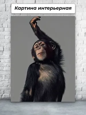 Футболка с обезьяной мем, обезьяна прикол Maison Printela 165714728 купить  за 654 ₽ в интернет-магазине Wildberries