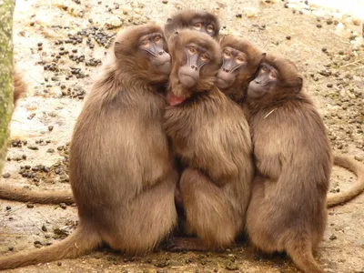 обезьяны делают смешной вид, картинки с обезьянами, обезьяна, животное фон  картинки и Фото для бесплатной загрузки