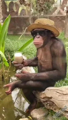 Фото Смешная обезьяна на размытом фоне