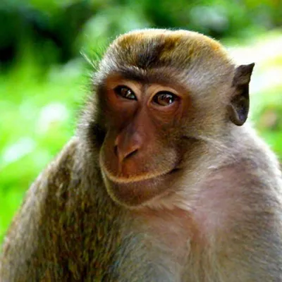 Смешная обезьяна с красными губами стоковое фото ©watman 70257163