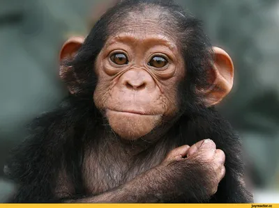 Бирманская курносая обезьяна ,смешная …» — создано в Шедевруме