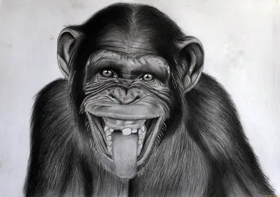 Смешные животные обезьяны - 72 фото