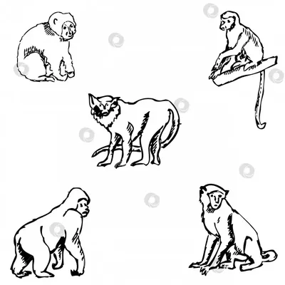 рисунок обезьяна клипарт черно белый счастливый маленькая обезьянка дети  рисуют белые линии PNG , рисунок обезьяны, рисунок крыла, рисунок губ PNG  картинки и пнг PSD рисунок для бесплатной загрузки