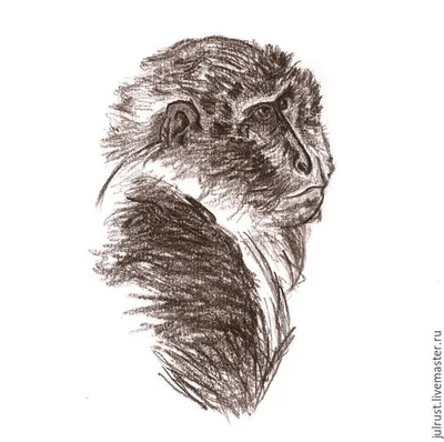 Рисунки шимпанзе для срисовки (64 фото)