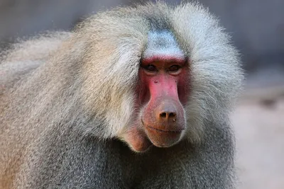 Гамадрил (лесной человек) - кто такой, павиан, самые агрессивные обезьяны