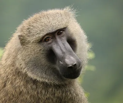 Обезьяна Зевок обезьяны Обезьяна живет в природе Обезьяна на дереве  Стоковое Фото - изображение насчитывающей мило, год: 79406940
