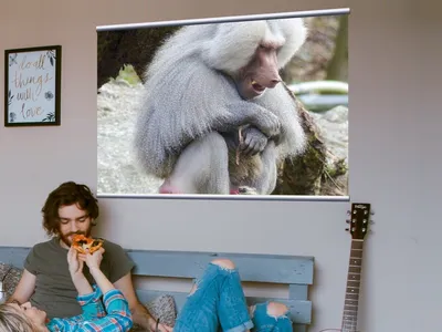 Обезьяна обезьяны в глуши смотря с визуальным контактом к камере Стоковое  Изображение - изображение насчитывающей шерсть, ухо: 57384675