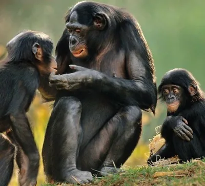 Без подкормки туристами обезьяны устраивают набеги на дома | Пикабу