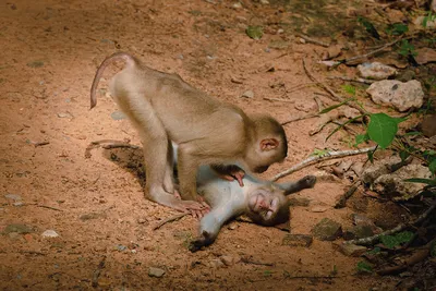 Колобусы - это довольно уникальные обезьяны | Пикабу