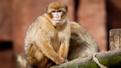 Фигурка обезьяны с длинным хвостом из латуни | AliExpress