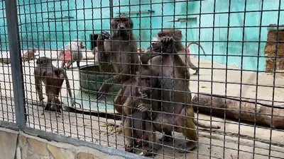 Биологи впервые заметили, как обезьяны хвастаются - Газета.Ru | Новости