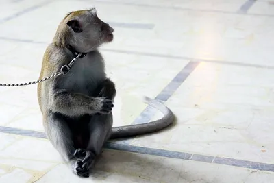 Горло обезьяны макаки Rheus полно еды Стоковое Изображение - изображение  насчитывающей звеец, белка: 209558045