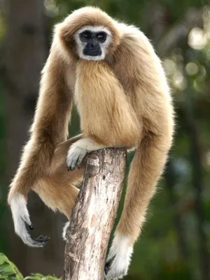 Поющая обезьяна - гиббон | Большая Азия
