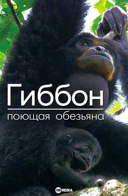 картинки : Дикая природа, зоопарк, клюв, Млекопитающее, Фауна, шимпанзе,  Обезьяна, Гиббон, Позвоночный, Сиаманг, Новая мировая обезьяна, Чёрный мех  гиббон, Меньшая обезьяна, Симфалангус 4049x3140 - - 1092981 - красивые  картинки - PxHere