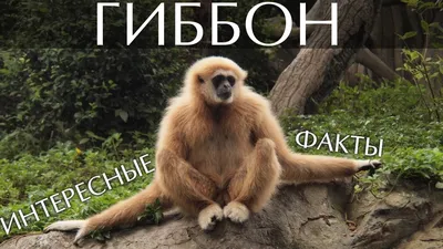 Гиббон — поющая обезьяна — Аренда животных в Москве и Подмосковье