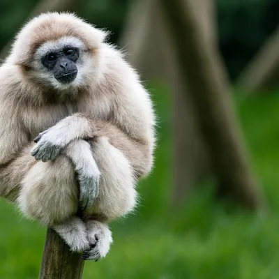 Смотреть сериал Гиббон — поющая обезьяна онлайн бесплатно в хорошем качестве