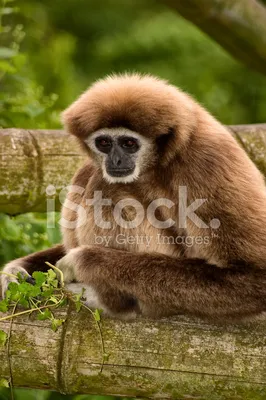 Фигурка обезьяны Safari Ltd Гиббон XL, 228329 | Купить по лучшей цене