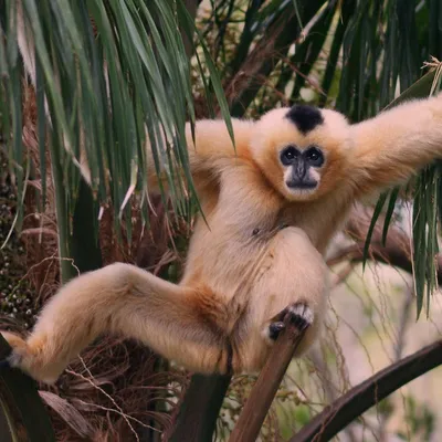 обезьяна gibbon стоковое изображение. изображение насчитывающей праздник -  10415105