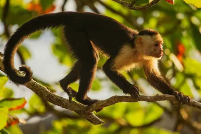 Капуцин обыкновенный – дружелюбная обезьяна. Описание и фото капуцина  обыкновенного | мир животных | Дзен