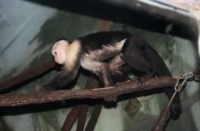 Все любят котиков: обезьяна Каппа от души расцеловала усатого в иркутском  зоопарке - KP.RU