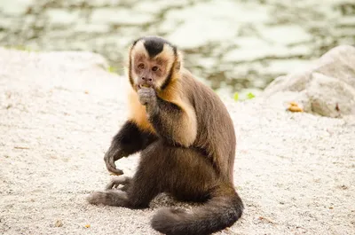 обезьяна-капуцин в верхней части ветки Стоковое Фото - изображение  насчитывающей симпатично, природа: 260894048