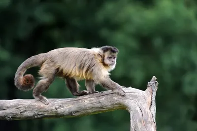 белолицая обезьяна капуцин, картинка капуцинов, животное, обезьяна фон  картинки и Фото для бесплатной загрузки