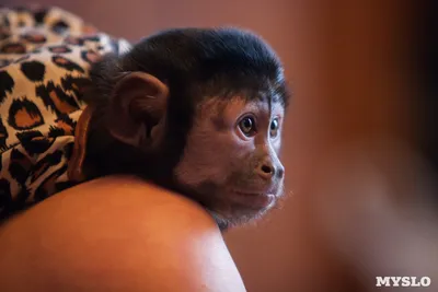 Тропическая обезьяна Капуцин Photos | Adobe Stock
