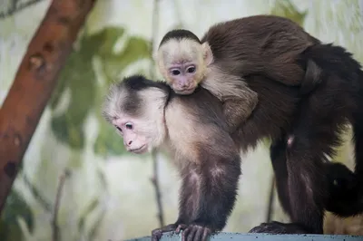 Большая молодая обезьяна капуцин с …» — создано в Шедевруме