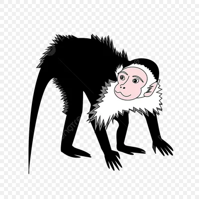 Грустно выглядящая обезьяна-капуцин, сидящая на скале рядом с прудом,  смотрит на бок и уходит., Стоковые видеоматериалы Включая: обезьяна  капуцинов и камень - Envato Elements