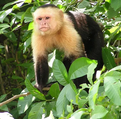 Печальная обезьянка из китайского зоопарка ищет пару после 19 лет  одиночества