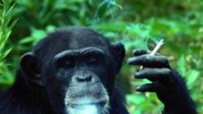Шимпанзе курит от несчастной личной жизни — РБК