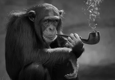 Курение Обезьяна Примат - Бесплатное фото на Pixabay - Pixabay