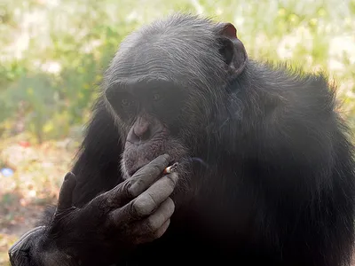 NEWSru.com :: Посетителей зоопарка столицы Северной Кореи развлекает  шимпанзе-курильщица (ФОТО)