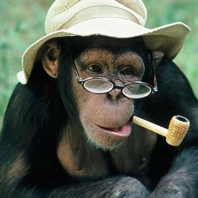 Блогер дал покурить обезьяне: видео стало хитом - Korrespondent.net