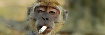 обезьяна сигареты стоковое фото. изображение насчитывающей комфорт - 8597440