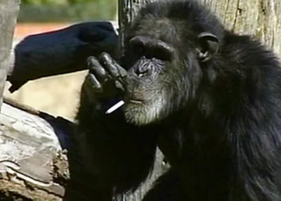 В ЮАР скончалась обезьяна-курильщик - Korrespondent.net