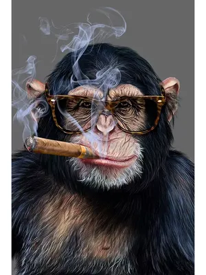 Обезьяна курит голову животного PNG , Орнамент, прекрасный, Ручной росписью  PNG картинки и пнг PSD рисунок для бесплатной загрузки