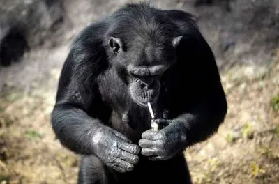 Шимпанзе одного из зоопарков курит сигареты и пользуется зажигалкой - 24  Канал